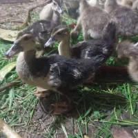 جوجه  اردک اسرائیلی