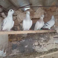 کفتر|پرنده|تربت‌حیدریه, طالقانی|دیوار
