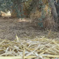 کاه گنبد