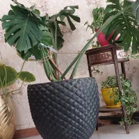 گل طبیعی