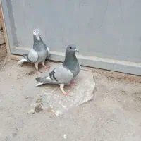 کفتر|پرنده|اصفهان, شاهد|دیوار