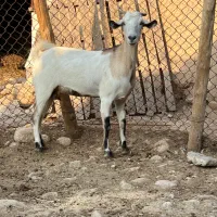 فروش بز درجه یک