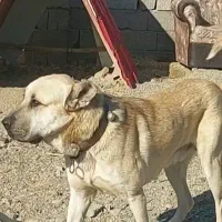 سگ سرابی گم شده