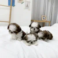 نژاد پودل کراس