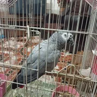 کاسکو دم قرمز سخنگو