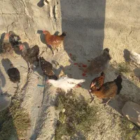 جوجه خروس