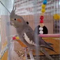 عروس هلندی  تخم گذار