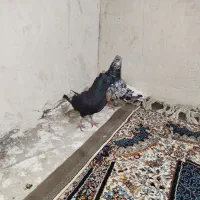 نروماده دمپاک نامبروان