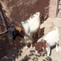 گوسفند