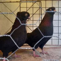 کفتر پرشی وزینتی