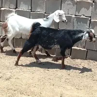 گیسه با چپش نری