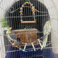 عروس هلندی