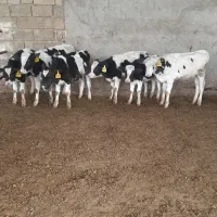 گاو گوساله نر