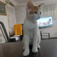 واگذاری وانیل دوس داشتنی