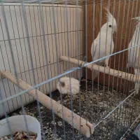 عروس هلندی و مرغ عشق