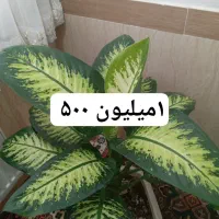 سری گل طبیعی