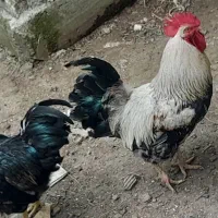 فروش خروس محلی زیبا