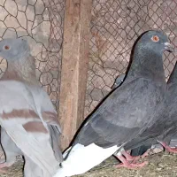 کفتر فروشی