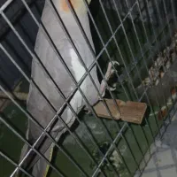 عروس هلندی ماده قیمت ۱۰۰۰/۰۰۰