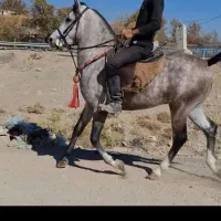 سیلمی درجه۱