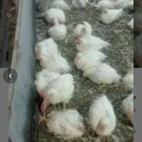 فروش مرغ زنده سایز
