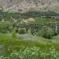 زیتون