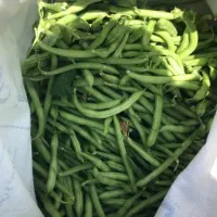 لوبیا سبز گوشتی