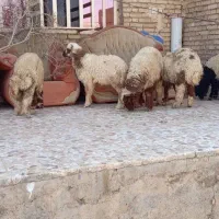 گوسفند بره وبره