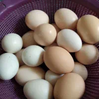 تخم مرغ محلی گلین