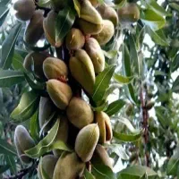 انواع نهال مثمروغیر مثمر