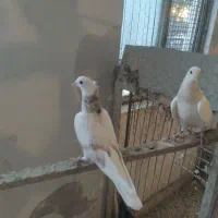 جوجه هما