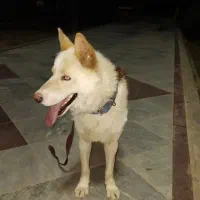 سگ هاسکی قمت ۱۵ تومان