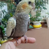 فروش جوجه عروس هلندی