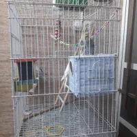 قفس بزرگ