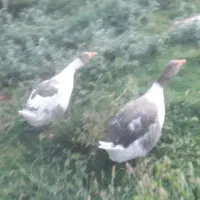 یک جفت غاز ماده