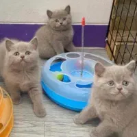 حراج گربه های اسکاتیش فولد آنفولد بریتیش چینچیلا