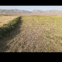 بیده درو دوم درجه یک خشک خشک 200 کیلو