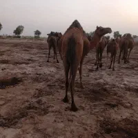 شتور فروشی