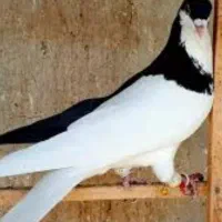 کفتر چپ سیاه