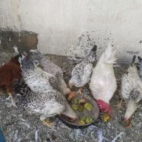مرغ و خروس