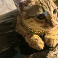 گربه