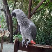 فروش پرنده کاسکو ۲ ساله