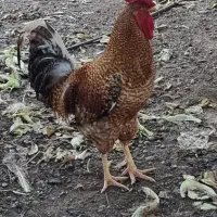 خروس سرحال چهل تاج