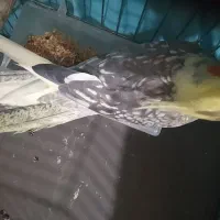 عروس هلندی گل باقالی