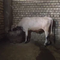 فروش یک گوساله  نر
