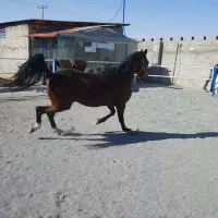نریان عرب ایرانی