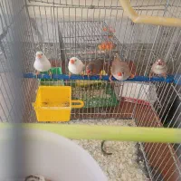 فنچ زبرا