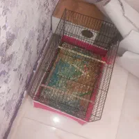 عروس هلندی