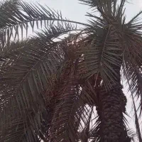 خرما خاستی