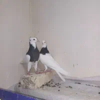 کبوتر نروماده